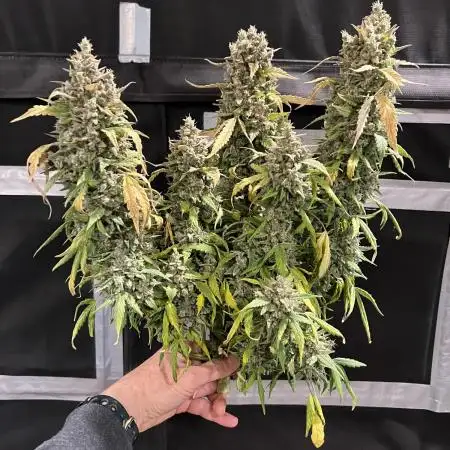 El Diablo 1Q25