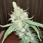 1Q2025 (ON Haze x Original Haze) x Northern Lights #2 [AGSeedco]