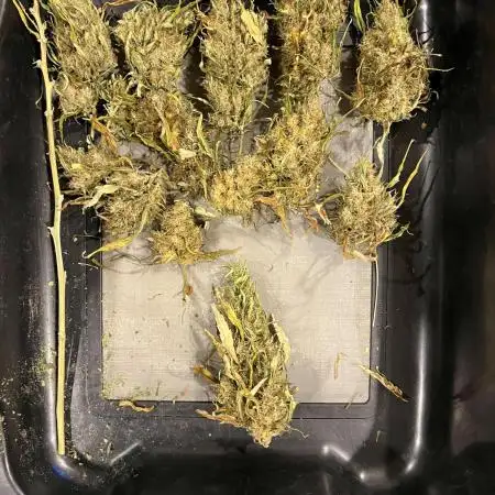 1Q2025 (ON Haze x Original Haze) x Northern Lights #2 [AGSeedco]