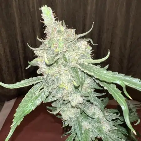 1Q2025 (ON Haze x Original Haze) x Northern Lights #2 [AGSeedco]