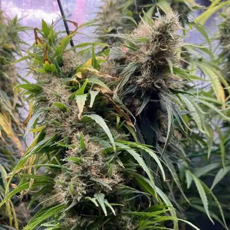 1Q2025 (ON Haze x Original Haze) x Northern Lights #2 [AGSeedco]