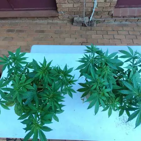 Hi, I'm new here! GSC + CBD Shark Shock