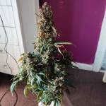 Product X Vs Biosys test grow