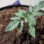 Critical Mass Auto