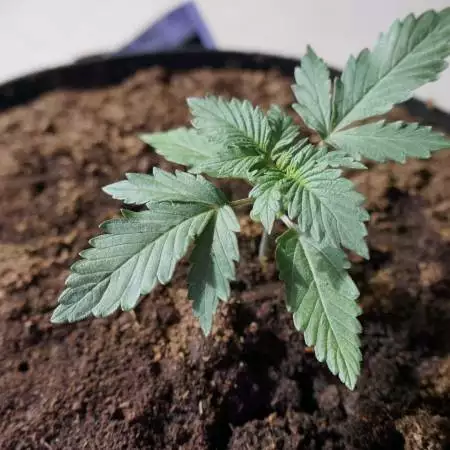 Critical Mass Auto