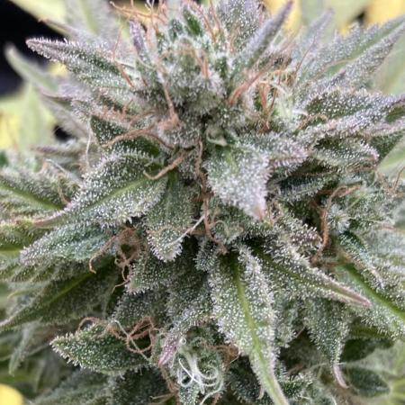 Sour Crack Auto (Mephisto Genetics)