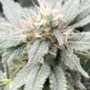 Strawberry Ak (Serious Seeds)
