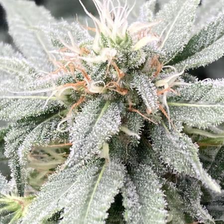 Strawberry Ak (Serious Seeds)