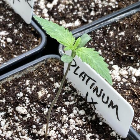 Platinum IX (In House Genetics)