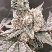 Gas Cream Runtz Clones (LIT Farms)