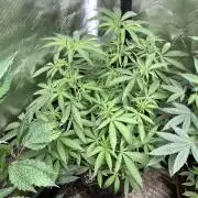 Apples & Bananas x Zoda (Umami Seed Co)