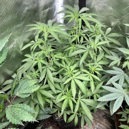 Apples & Bananas x Zoda (Umami Seed Co)