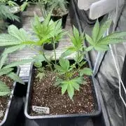 Pineapple Mojito S1