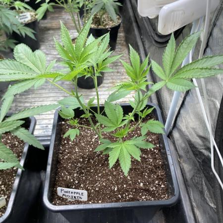 Pineapple Mojito S1