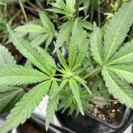 BlackCherry Punch (In House Genetics)