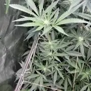 Atomic Jelly#2 (In House Genetics)