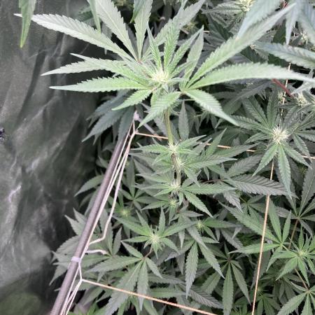 Atomic Jelly#2 (In House Genetics)