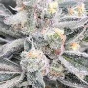 Atomic Jelly (In House Genetics)