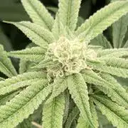 Pink Runtz x Hollywood Clones (Cookies)