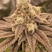 Glazed Pastries (In House Genetics)