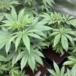 PlatinumZ (In House Genetics)