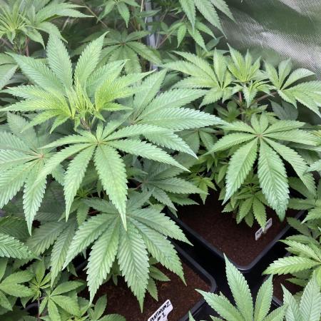PlatinumZ (In House Genetics)