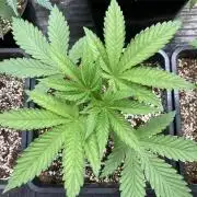 All Starz (LIT FARMS)