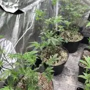 Animorph Mints ‘My Keeper Cut’