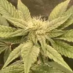 Rainbow Gelato (Wizard Trees)