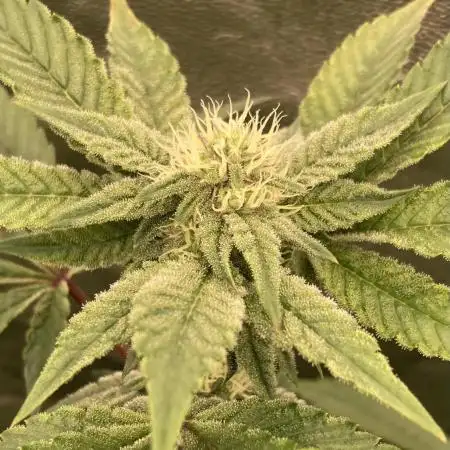 Rainbow Gelato (Wizard Trees)