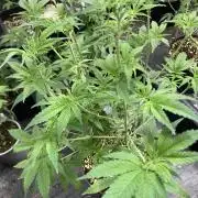 GasQuake (In House Genetics)