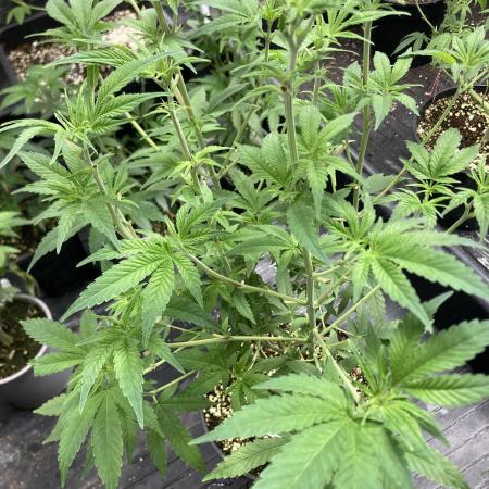 GasQuake (In House Genetics)