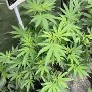 GasQuake (In House Genetics)