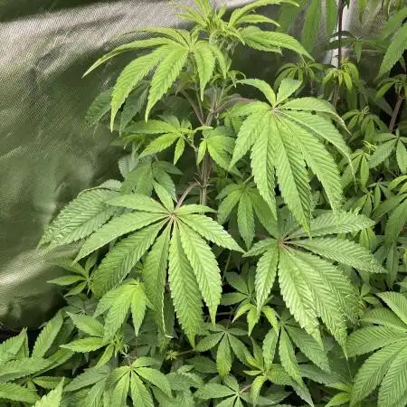 Rainbow Gelato (Wizard Trees)
