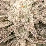 Pink Runtz x Hollywood (Cookies)