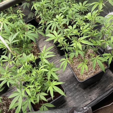 Glazed Pastries Clones (In House Gen)