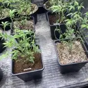 Glazed Pastries Clones (In House Gen)