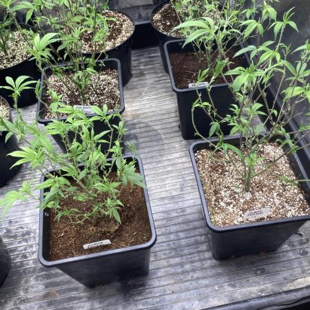 Glazed Pastries Clones (In House Gen)