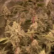 Pineapple Mojito S1