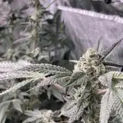 Rainbow Marker #2 (LIT Farms)