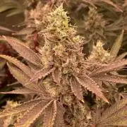 Pineapple Mojito S1