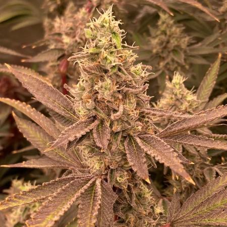 Pineapple Mojito S1