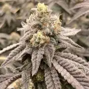 Zoy Sauce Clones (My Cut)