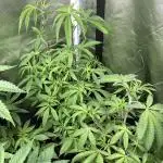 Pink Runtz x Hollywood (Cookies)