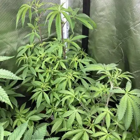 Pink Runtz x Hollywood (Cookies)