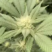PLATINUMZ#2 (In House Genetics)