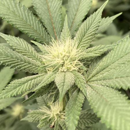 PLATINUMZ#2 (In House Genetics)