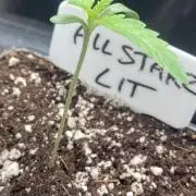 All Starz (LIT FARMS)