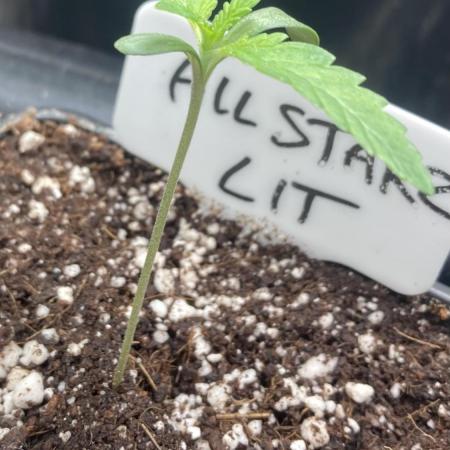 All Starz (LIT FARMS)