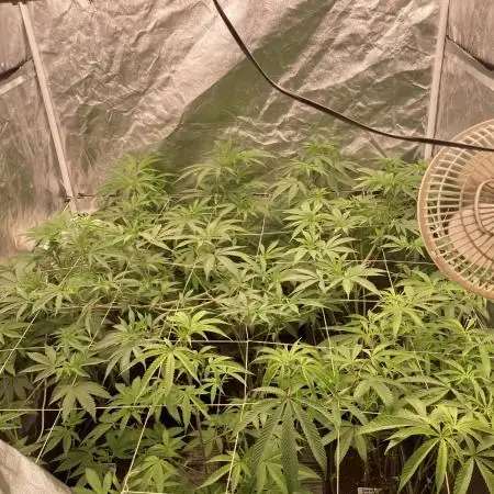 Pink Runtz x Hollywood (Cookies)